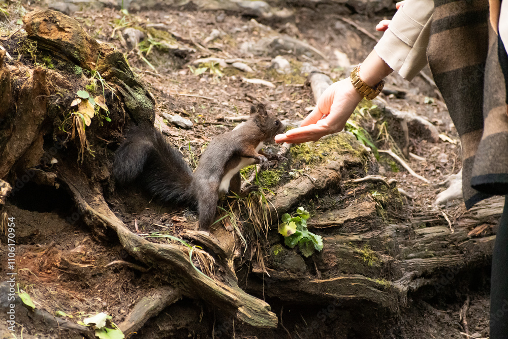 Squirrel is taking food from a human hand in a forest in Arosa in Switzerland Squirrel is taking food from a human hand in a forest in Arosa in Switzerland