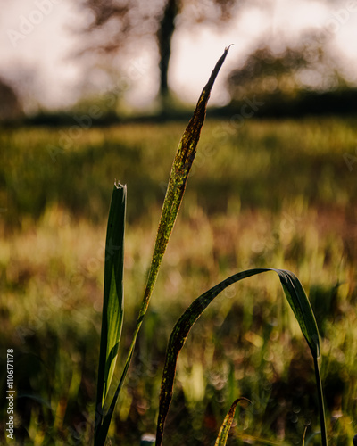 grass in sunrise