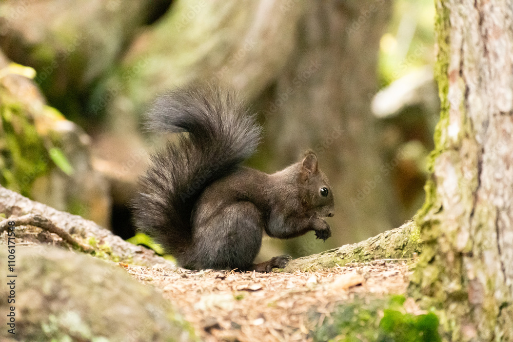 Squirrel is searching for food in a forest in Arosa in Switzerland Squirrel is searching for food in a forest in Arosa in Switzerland