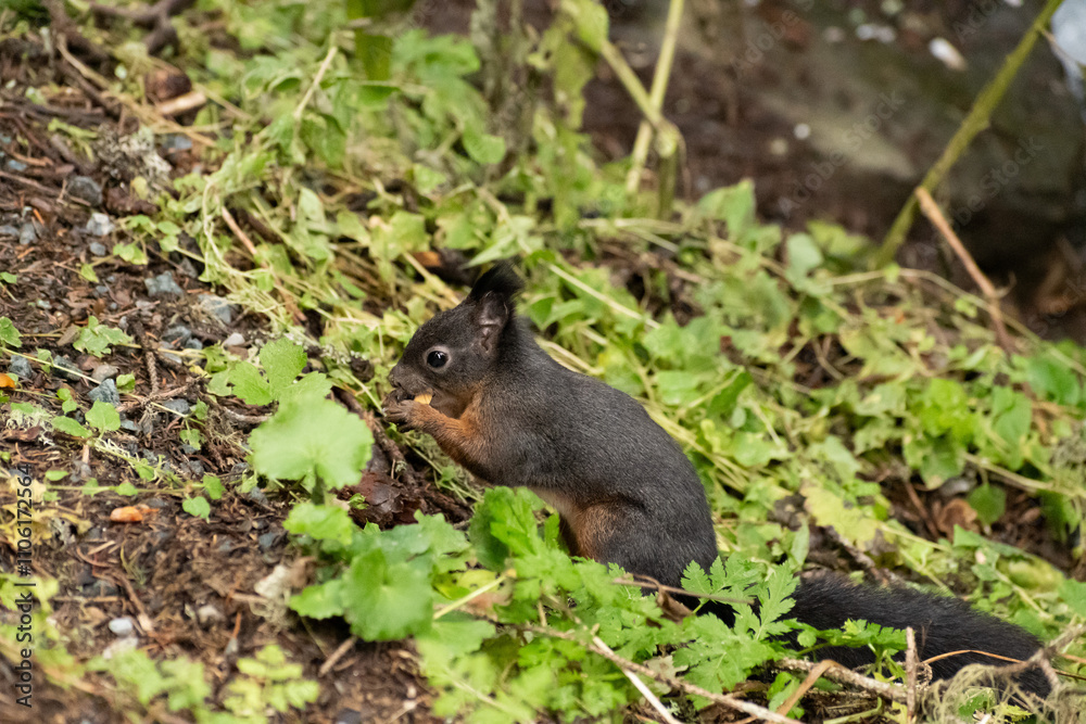 Squirrel is searching for food in a forest in Arosa in Switzerland Squirrel is searching for food in a forest in Arosa in Switzerland
