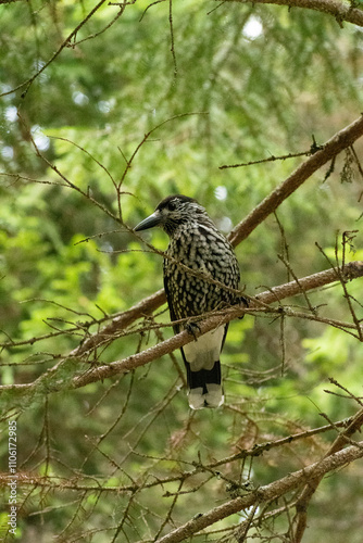 Tannhaeher bird or Nucifraga Caryocatactes in a forest in Arosa in Switzerland photo