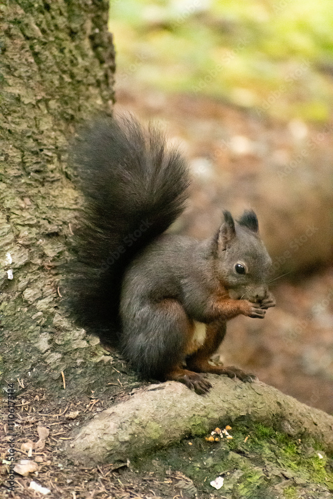 Squirrel is searching for food in a forest in Arosa in Switzerland Squirrel is searching for food in a forest in Arosa in Switzerland