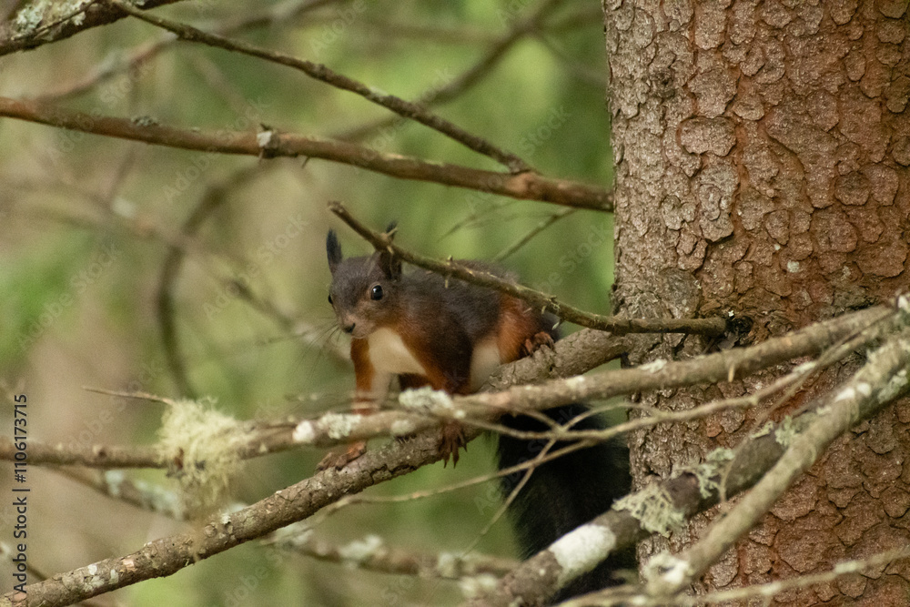 Squirrel is searching for food in a forest in Arosa in Switzerland Squirrel is searching for food in a forest in Arosa in Switzerland