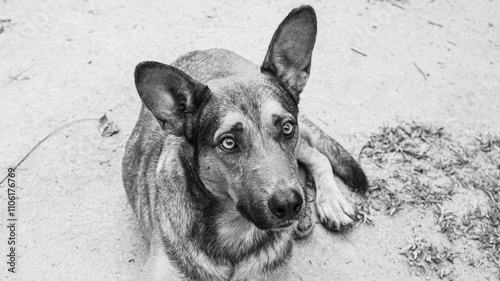 black and white dog