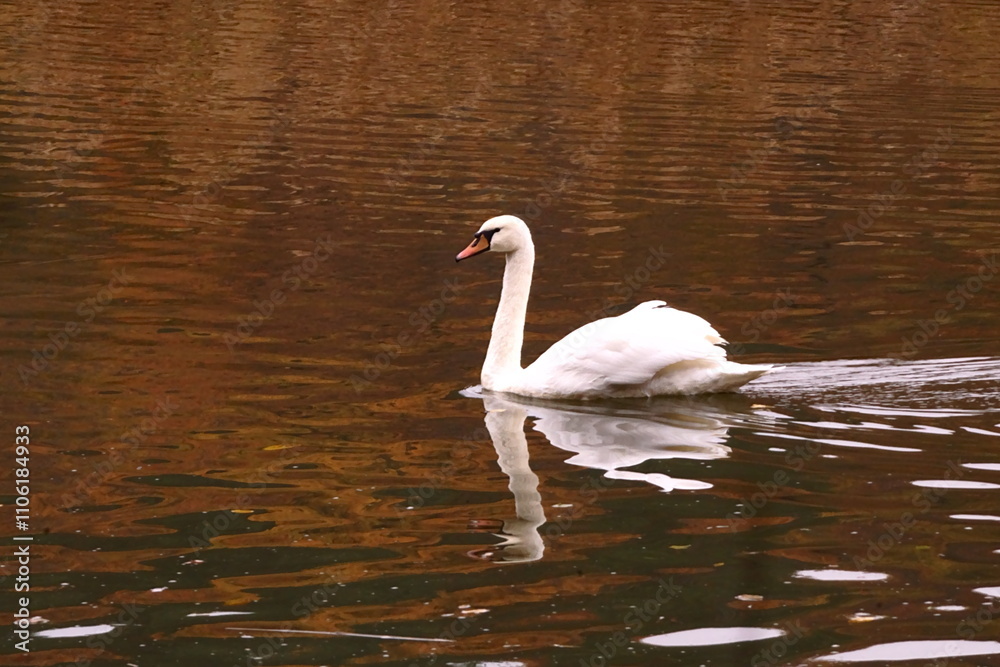Fototapeta premium The elegance and beauty of a white swan