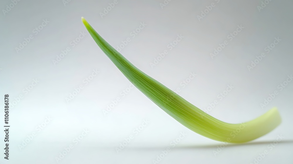 A crisp and clean image of a young echinacea sprout, vibrant green foliage, isolated on white