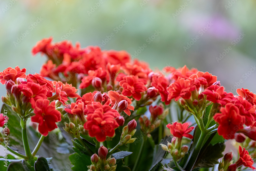 Kalanchoe flowers close-up. Beautiful kalanchoe plant