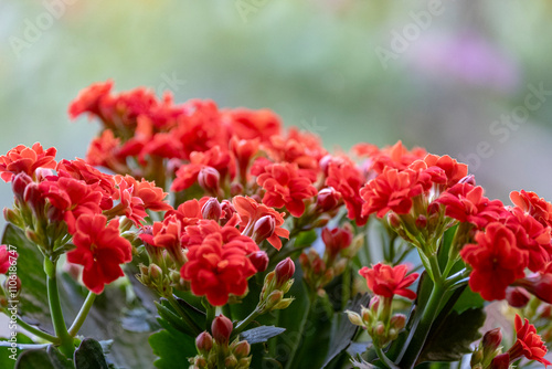 Принти на полотні Kalanchoe flowers close-up. Beautiful kalanchoe plant