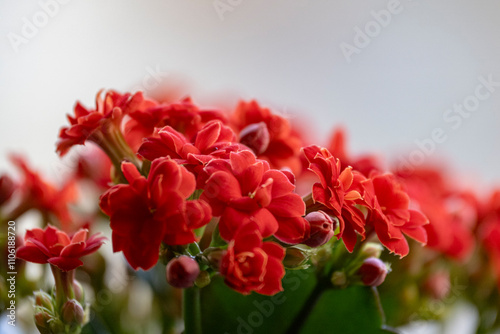 Kalanchoe flowers close-up. Beautiful kalanchoe plant