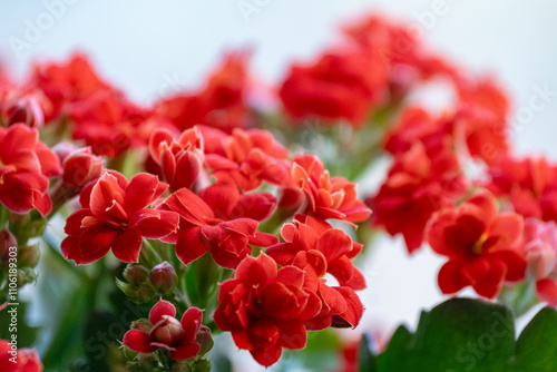 Kalanchoe flowers close-up. Beautiful kalanchoe plant