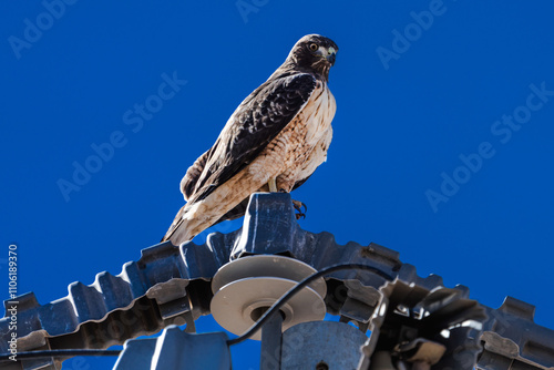 Red-Tailed Hawk sitting on electrical pole