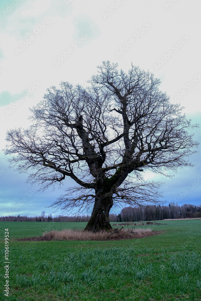 big wide majestic leafless oak tree in green agricultural field. Latvia landscape in late autumn. big wide majestic leafless oak tree in green agricultural field. Latvia landscape in late autumn.