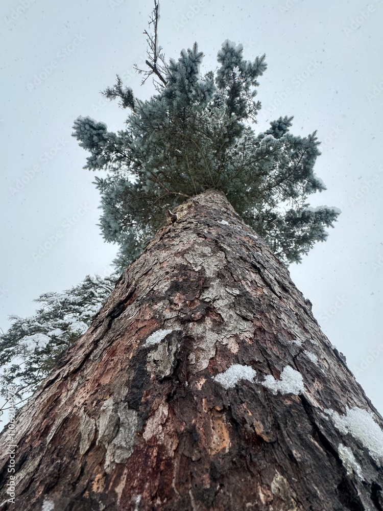 Pine tree in the wintertime 
