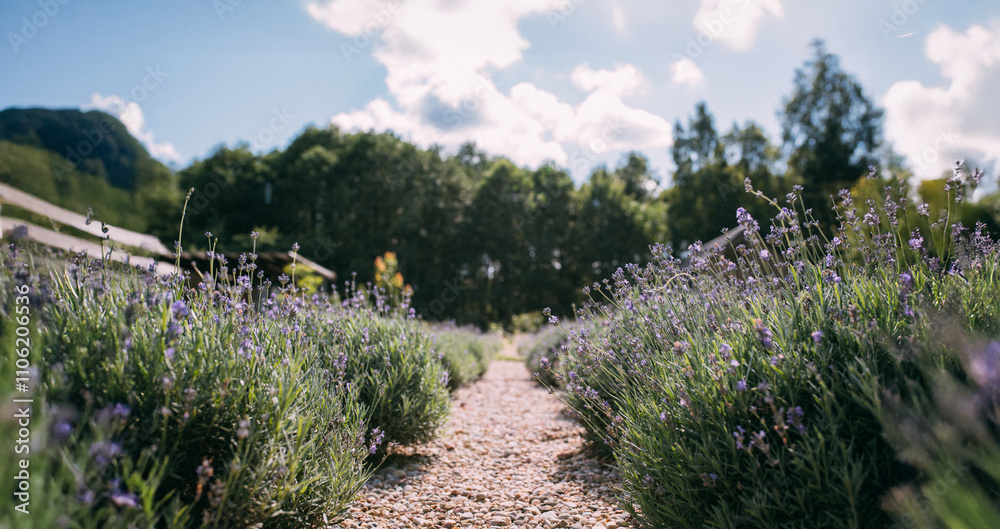 A picturesque lavender field after pruning. A path between lavender bushes in a private household on a sunny autumn day A picturesque lavender field after pruning. A path between lavender bushes in a private household on a sunny autumn day