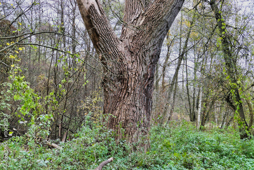 Poznań, Cybina Valley, nature protected area, area around the river covered with lush vegetation and beautiful large trees photo