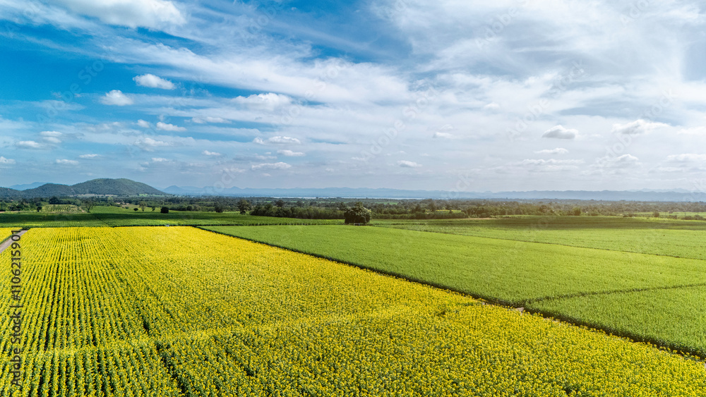 A vast, vibrant agricultural field divided into yellow and green crops, under a bright blue sky with scattered clouds. Rolling hills and a distant treeline mark the horizon A vast, vibrant agricultural field divided into yellow and green crops, under a bright blue sky with scattered clouds. Rolling hills and a distant treeline mark the horizon