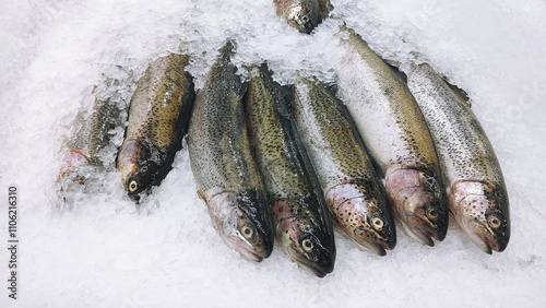 River trout fresh fish on ice in a food market