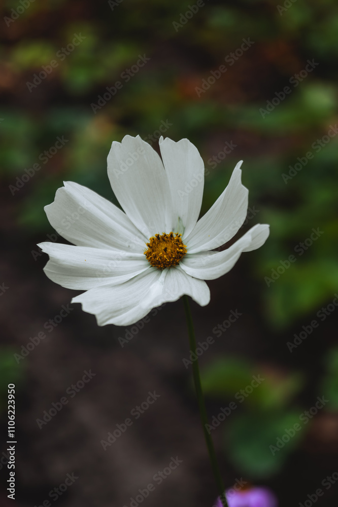 a single white flower, characterized by delicate, petal-like structures that radiate outward. The petals have a slightly wavy edge, giving them a soft and natural appearance. a single white flower, characterized by delicate, petal-like structures that radiate outward. The petals have a slightly wavy edge, giving them a soft and natural appearance.