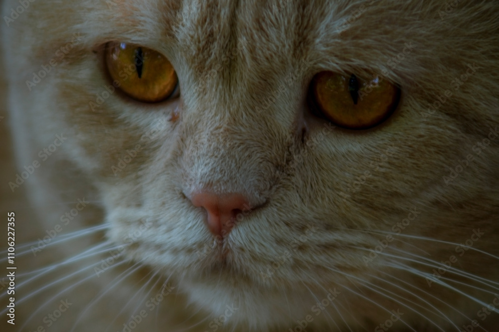 a close-up of a cat's face, focusing on its expression. The cat has a light-colored, fluffy coat with subtle stripes. Its eyes are large, round, and a striking shade of amber a close-up of a cat's face, focusing on its expression. The cat has a light-colored, fluffy coat with subtle stripes. Its eyes are large, round, and a striking shade of amber