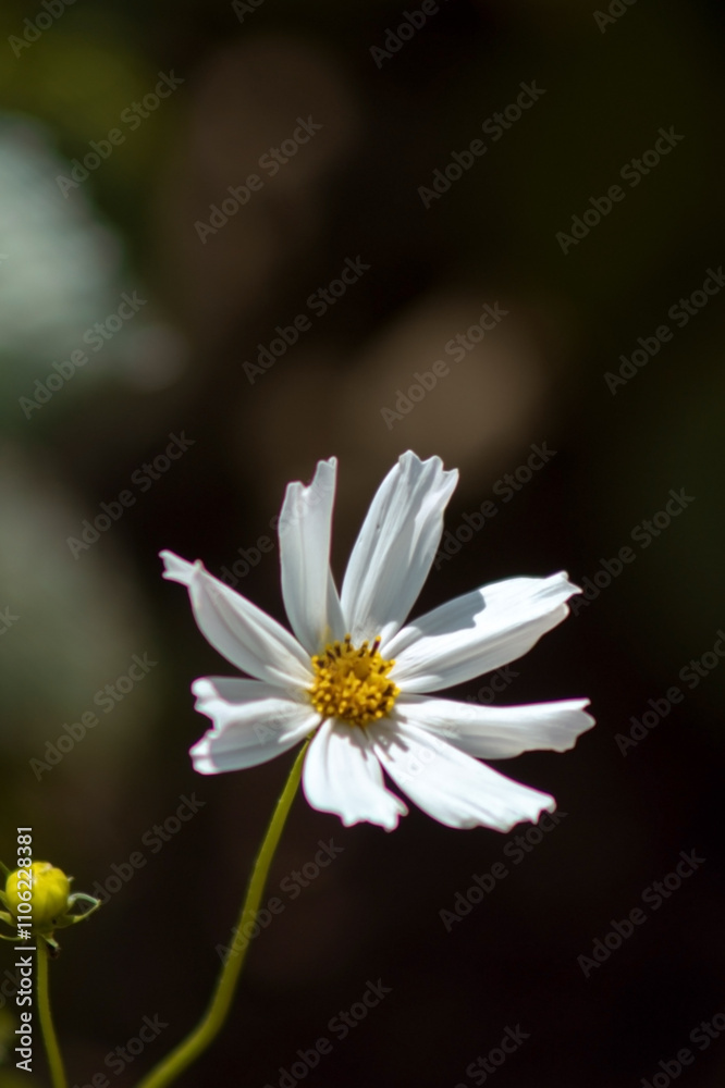 a delicate white flower with a simple, elegant structure. The flower has several slender petals that are slightly pointed at the tips, surrounding a vibrant yellow center composed of small disc a delicate white flower with a simple, elegant structure. The flower has several slender petals that are slightly pointed at the tips, surrounding a vibrant yellow center composed of small disc