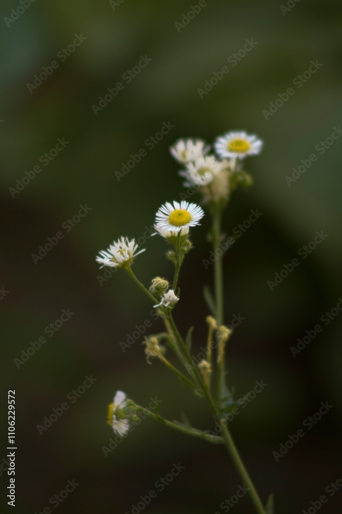 a delicate stem with several small flowers. The flowers exhibit white petals that have a radial arrangement, surrounding a central yellow disc. a delicate stem with several small flowers. The flowers exhibit white petals that have a radial arrangement, surrounding a central yellow disc.