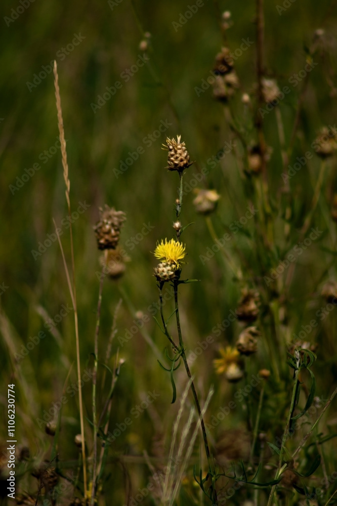 a primarily grassy field with a focus on a few distinct blooms. Dominating the foreground is a bright yellow flower, characterized by its spiky petals and vibrant color, standing out against a primarily grassy field with a focus on a few distinct blooms. Dominating the foreground is a bright yellow flower, characterized by its spiky petals and vibrant color, standing out against