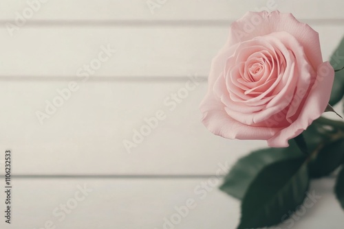 Blooming pink rose in a lush garden surrounded by green foliage showcasing na...