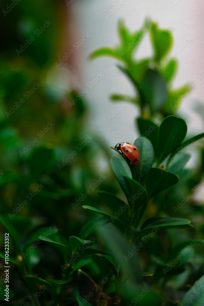 a close-up view of vibrant green leaves, likely from a shrub or small plant. Among the foliage, a small ladybug can be seen, perched on one of the leaves