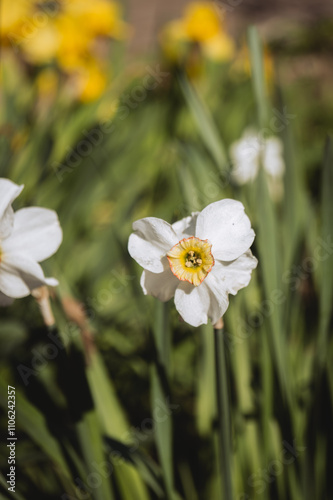 a close-up view of a white daffodil flower, prominently featuring its delicate petals that radiate outward in a star-like formation