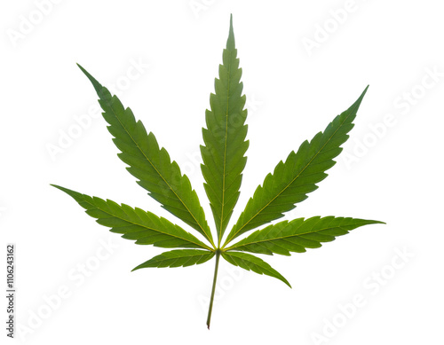 Transparent background cannabis leaf perfect for cannabis related graphic design projects, medical marijuana, or recreational use photo