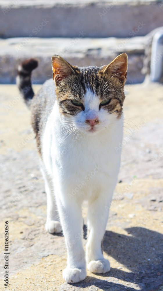 Gato branco relaxando nas ruas de Mykonos, Grécia, em um dia ensolarado. A imagem captura o charme da cidade com sua arquitetura típica e o olhar sereno do felino Gato branco relaxando nas ruas de Mykonos, Grécia, em um dia ensolarado. A imagem captura o charme da cidade com sua arquitetura típica e o olhar sereno do felino