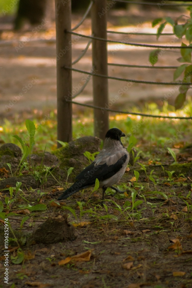 Obraz premium a serene outdoor scene with a focus on a bird standing on the ground. The bird has a mix of gray and black feathers, giving it a striking appearance