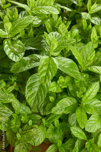 menthe photo