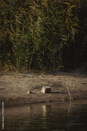 a serene natural setting near a body of water, likely a river or lake. In the foreground, the water reflects soft light, showcasing ripples and gentle movement. photo