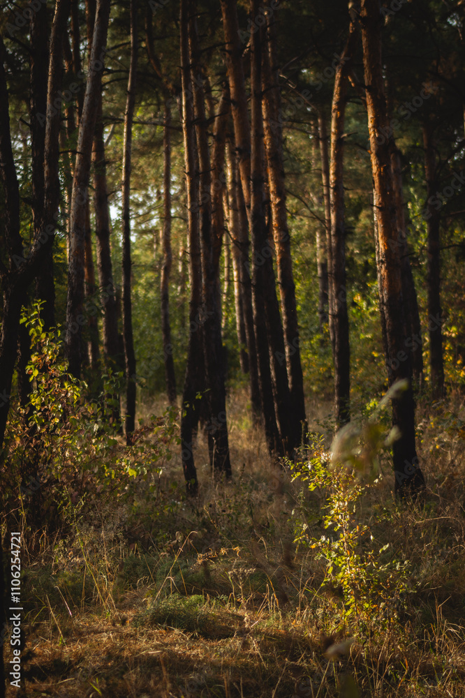 Obraz premium a serene forest scene, characterized by tall, slender trees with dark trunks that rise vertically into the frame. The trees have a mix of green and golden foliage, indicating it might be autumn