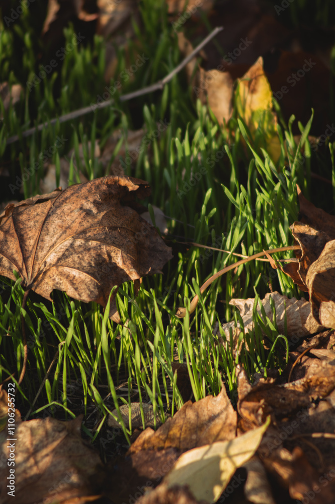 a close-up view of a ground covered with a mix of dried leaves and fresh green grass shoots. The scene is illuminated by soft, natural light a close-up view of a ground covered with a mix of dried leaves and fresh green grass shoots. The scene is illuminated by soft, natural light