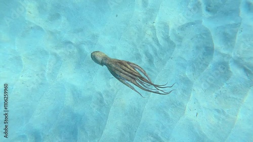 Underwater slow motion video of octopus swimming in tropical exotic turquoise waters and sandy sea bed