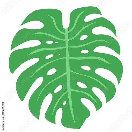 green monstera deliciosa leaf isolated on white, tropical plant leaf