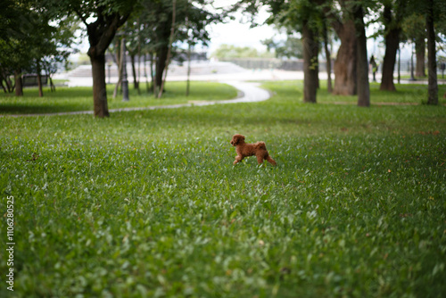 A Small Dog Full of Joy is Happily Running Through the Beautiful Green Park on a Sunny Day