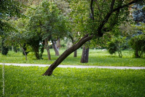 Ukrainian landscape. Leaning tree in the park on a background of green grass. Kyiv, Volodymyr Park.