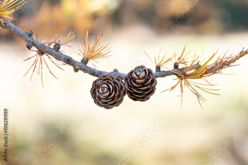 two pine cones of a larch during foliage with blurred background photo