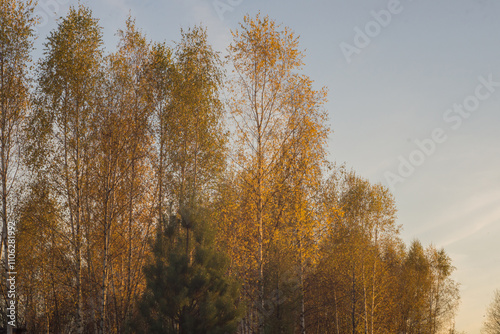 birch trees with yellow autumn leaves