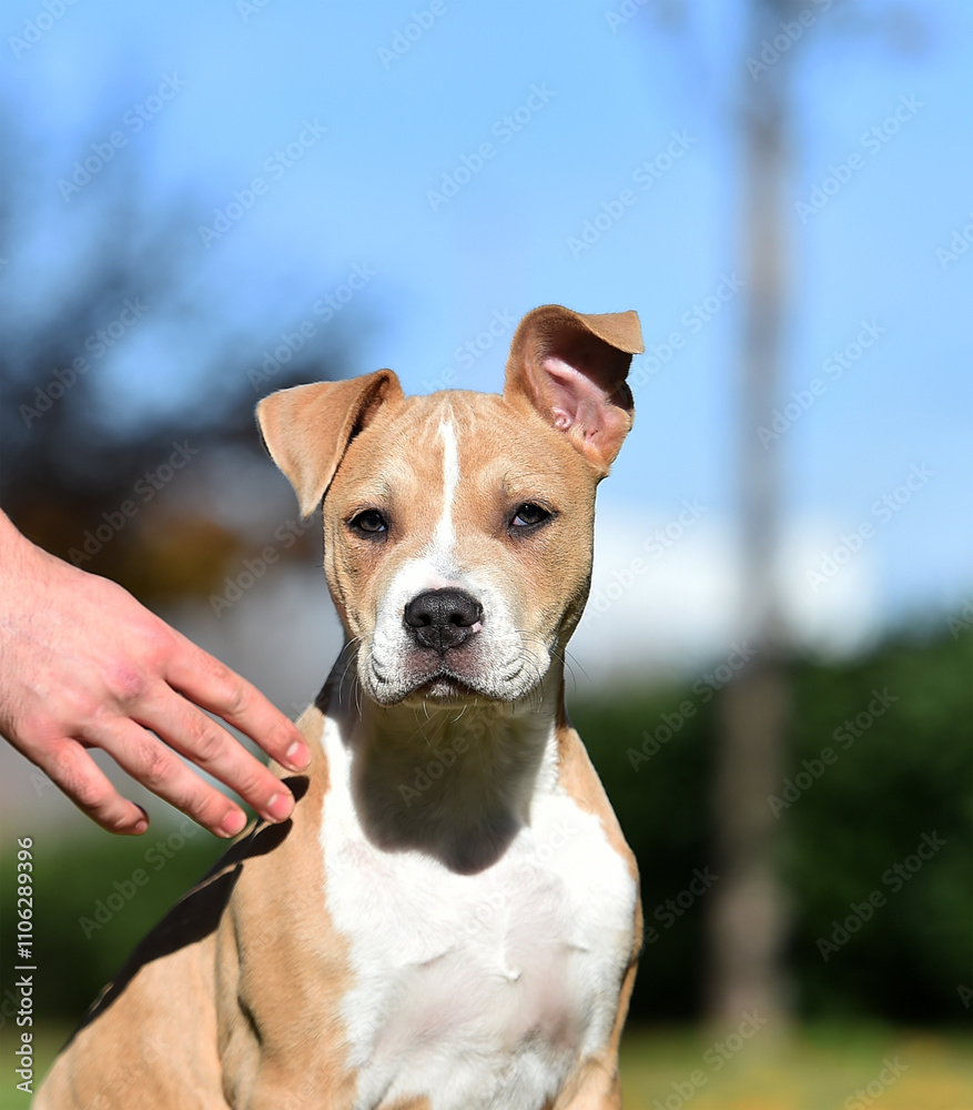 american bully dog puppy in the field american bully dog puppy in the field