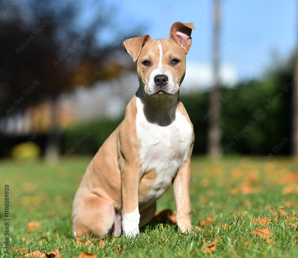 american bully dog puppy in the field american bully dog puppy in the field
