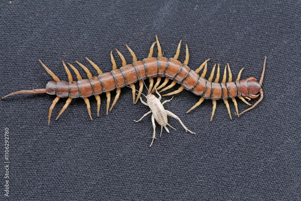 Fototapeta premium A centipede ready to prey on a cricket. This multi-legged animal has the scientific name Scolopendra morsitans.