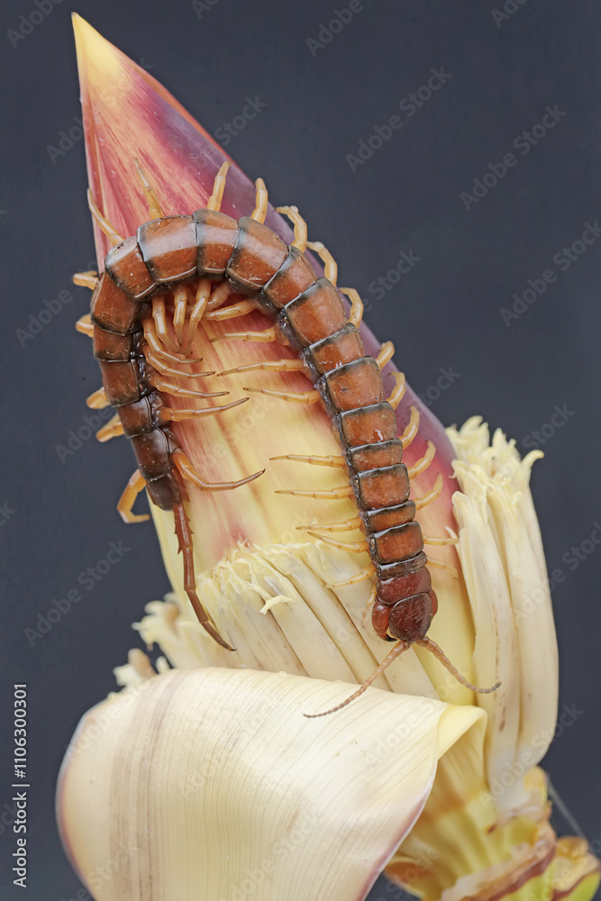 A centipede hunts for small insects in wild banana flowers. This multi-legged animal has the scientific name Scolopendra morsitans. A centipede hunts for small insects in wild banana flowers. This multi-legged animal has the scientific name Scolopendra morsitans.