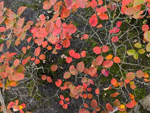 Fothergilla in autumn on the black soil background. Orange, yellow and red-purple leaves photo