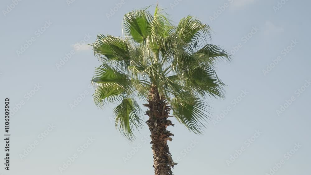 Palm tree with lush green leaves on background of clear blue sky. Palm tree with lush green leaves on background of clear blue sky.