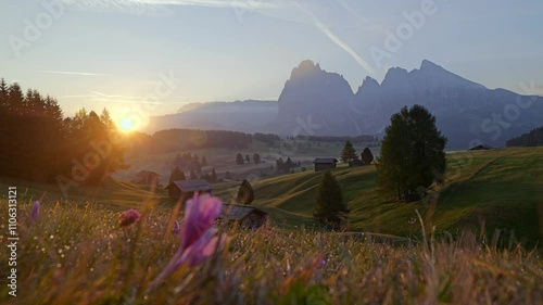 Sunrise illuminates the meadows of Seiser Alm in the Dolomites, Italy, with alpine flowers in the foreground and majestic mountain peaks in the background. A rural landscape in the morning light.