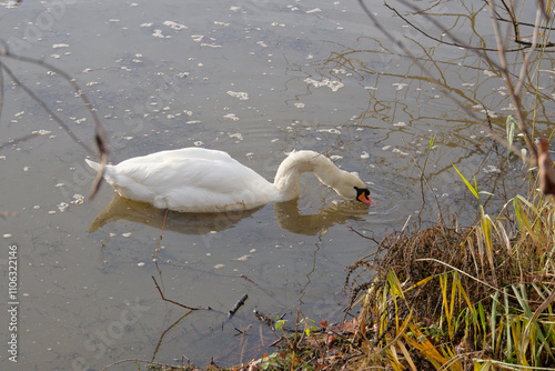 Lone swan feeding in a pond photo